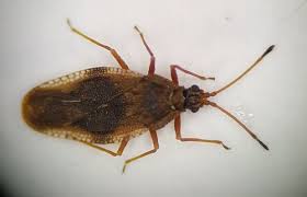 Attēlu rezultāti vaicājumam “Physatocheila smreczynskii”