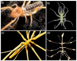 Attēlu rezultāti vaicājumam “Arachnida”