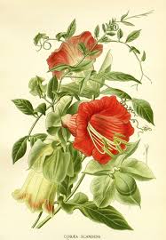 Image result for Glockenrebe