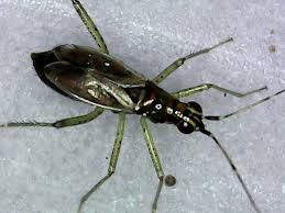 Attēlu rezultāti vaicājumam “Dicyphus sp.”