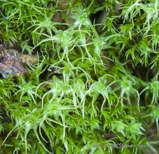 Attēlu rezultāti vaicājumam “Dicranella staphylina”