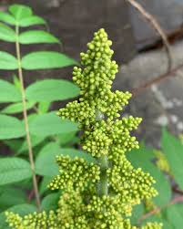 Attēlu rezultāti vaicājumam “Rhus typhina flower”