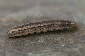 Attēlu rezultāti vaicājumam “Eriopygodes imbecilla”