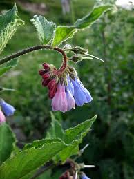 Attēlu rezultāti vaicājumam “Symphytum asperum”