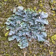 Attēlu rezultāti vaicājumam “Punctelia subrudecta”