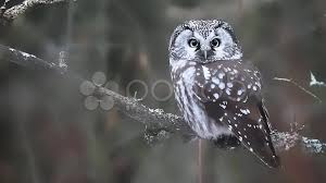 Attēlu rezultāti vaicājumam “Aegolius funereus”