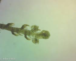 Attēlu rezultāti vaicājumam “Jungermanniopsida”