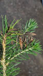 Attēlu rezultāti vaicājumam “Melampsoridium sp.”