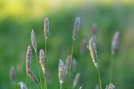 Attēlu rezultāti vaicājumam “Alopecurus pratensis flower”