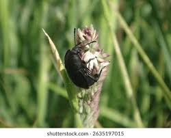 Attēlu rezultāti vaicājumam “Silpha obscura larva”