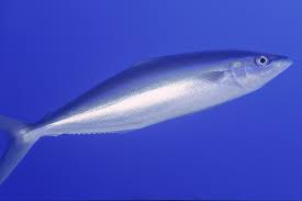 Image result for Elagatis bipinnulata