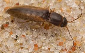 Attēlu rezultāti vaicājumam “Dalopius marginatus”