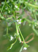 Attēlu rezultāti vaicājumam “Galium trifidum”