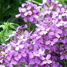 Attēlu rezultāti vaicājumam “Hesperis matronalis”