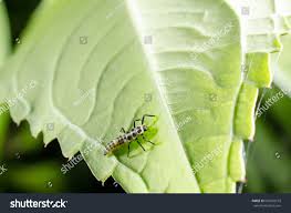 Attēlu rezultāti vaicājumam “Calvia decemguttata larva”