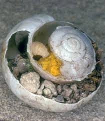 Attēlu rezultāti vaicājumam “Osmia bicolor”