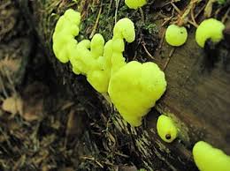 Attēlu rezultāti vaicājumam “Ceratiomyxa porioides young”