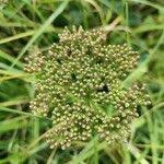 Attēlu rezultāti vaicājumam “Peucedanum palustre fruit”