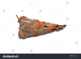 Attēlu rezultāti vaicājumam “Melampsoridium sp.”