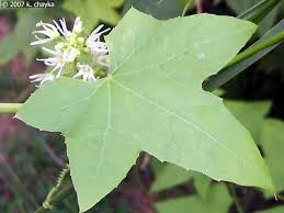 Attēlu rezultāti vaicājumam “Echinocystis lobata flower”