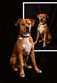 Attēlu rezultāti vaicājumam “Canis lupus familiaris”