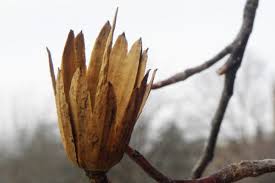 Attēlu rezultāti vaicājumam “Liriodendron tulipifera bud”