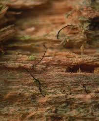 Attēlu rezultāti vaicājumam “Chaenotheca phaeocephala”