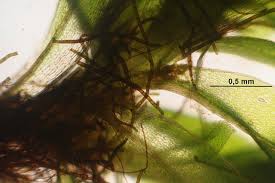 Attēlu rezultāti vaicājumam “Bryum moravicum”