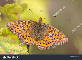 Attēlu rezultāti vaicājumam “Boloria aquilonaris upperside”
