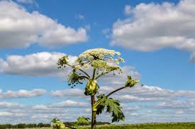 Attēlu rezultāti vaicājumam “Heracleum sosnowskyi”