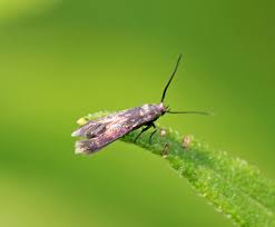 Attēlu rezultāti vaicājumam “Gelechia jakovlevi”