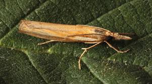 Attēlu rezultāti vaicājumam “Agriphila selasella”