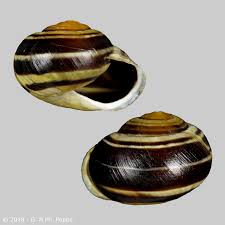 Attēlu rezultāti vaicājumam “Cepaea hortensis”