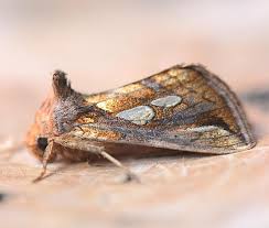 Attēlu rezultāti vaicājumam “Plusia festucae”