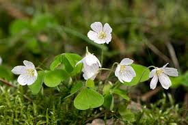Attēlu rezultāti vaicājumam “Oxalis acetosella”