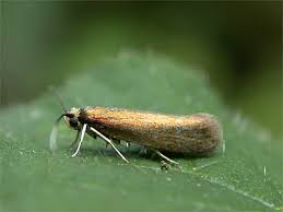 Attēlu rezultāti vaicājumam “Roeslerstammia erxlebella”