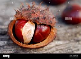 Attēlu rezultāti vaicājumam “Aesculus hippocastanum fruit”