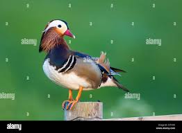 Attēlu rezultāti vaicājumam “Aix galericulata male”