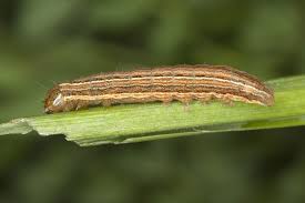 Attēlu rezultāti vaicājumam “Leucania comma”