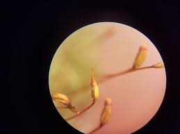 Attēlu rezultāti vaicājumam “Pogonatum dentatum macro”