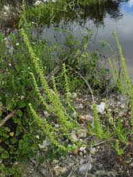Attēlu rezultāti vaicājumam “Ambrosia artemisiifolia”