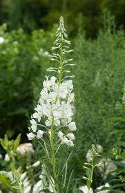 Image result for Weidenröschen