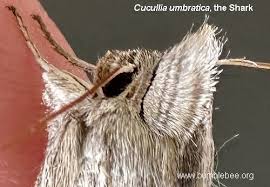 Attēlu rezultāti vaicājumam “Cucullia umbratica”