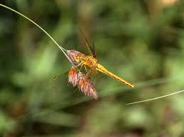 Attēlu rezultāti vaicājumam “Sympetrum flaveolum”