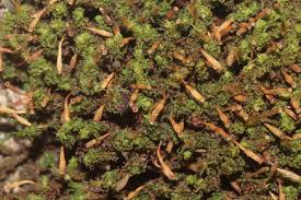 Attēlu rezultāti vaicājumam “Ulota crispa sporophyte”