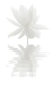 flower white