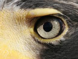 eagle eye picture