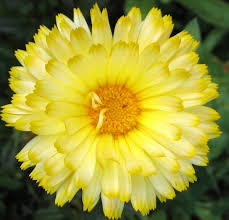 calendula