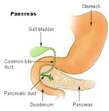 PANCREAS