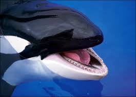 whales dolphins and porpoises